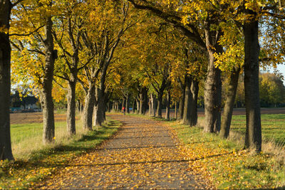 Footpath amidst trees in park during autumn