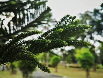 Close-up of fresh green plant