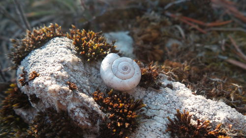 Close-up high angle view of snail