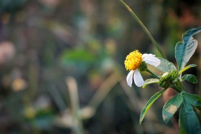 Close-up of flower blooming outdoors