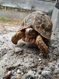 Close-up of baby turtle on ground