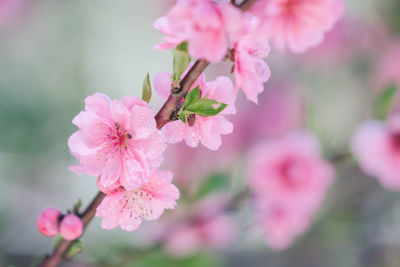 Close-up of pink cherry blossoms