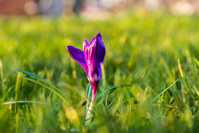 Close-up of purple crocus flower on field