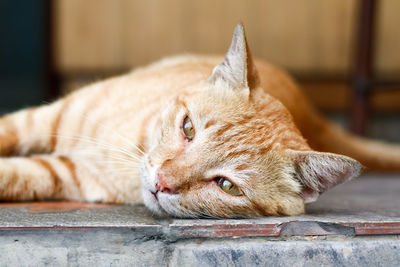 Close-up of a cat lying on floor