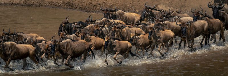 Elephants drinking water