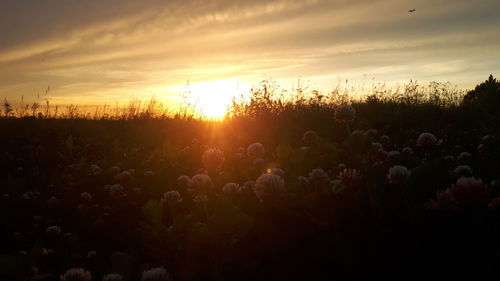 Silhouette plants on field against sky during sunset