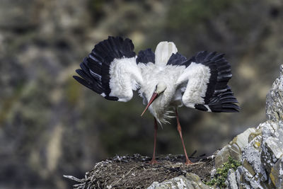 Close-up of a bird flying