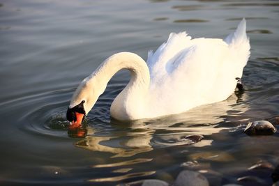 View of swans swimming in lake