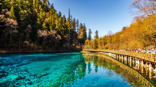 Scenic view of lake by trees against clear sky