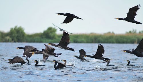 Cormorants flying over river