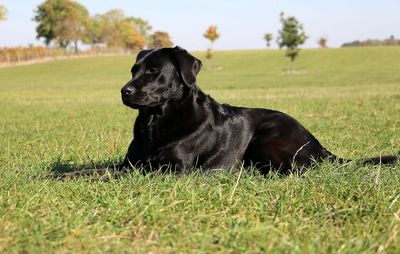 Black dog looking away on field