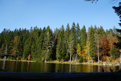 Scenic view of lake in forest against clear sky