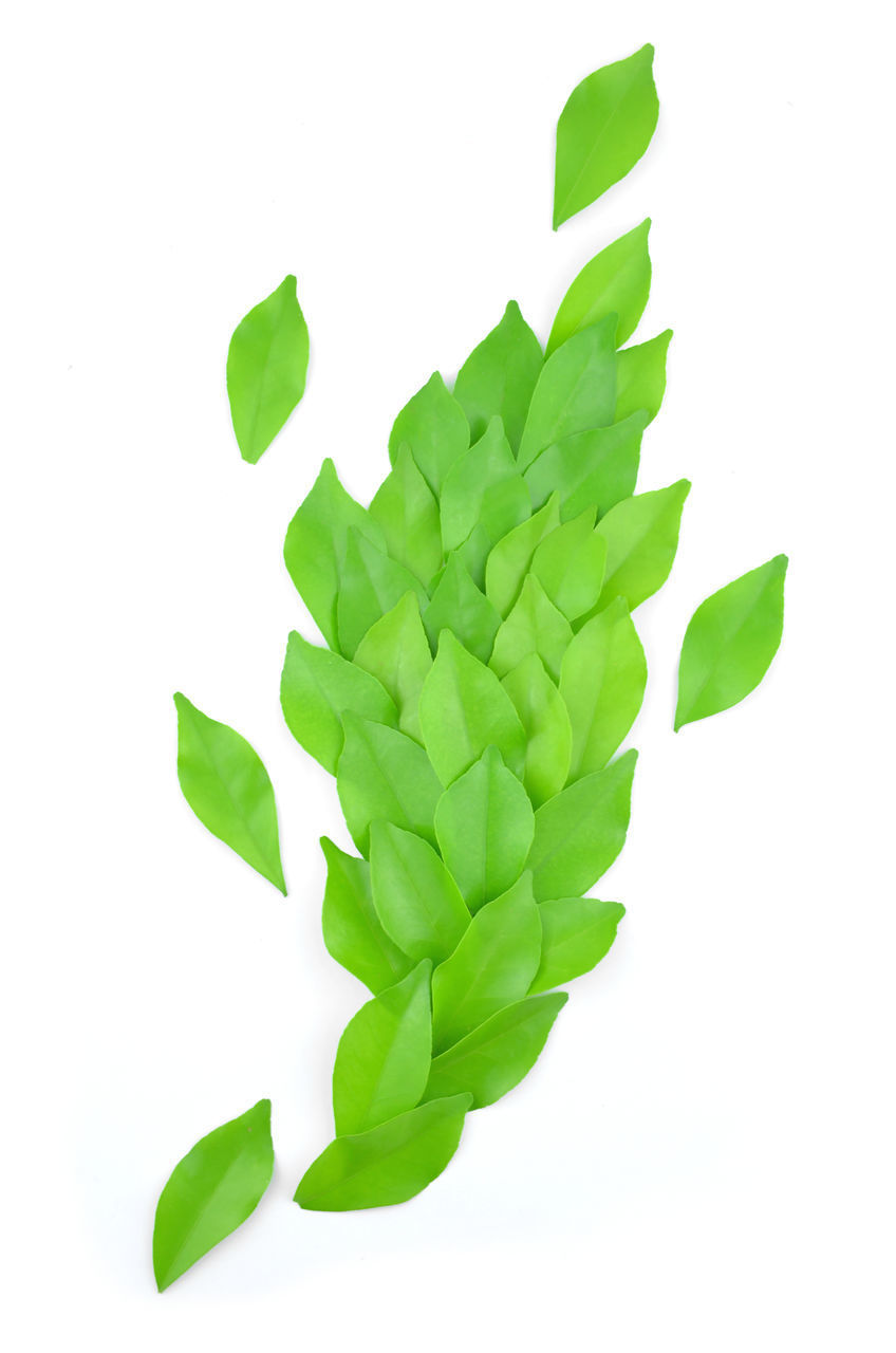 HIGH ANGLE VIEW OF GREEN LEAVES AGAINST WHITE BACKGROUND