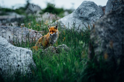 View of an animal on rock