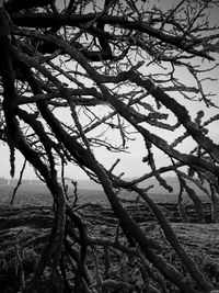 Bare trees against sky