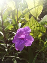 Close-up of purple flower