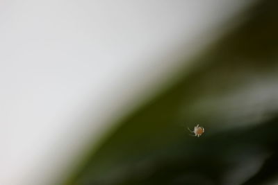 Close-up of plant against blurred background