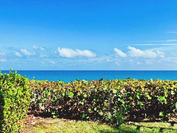 Plants growing on field by sea against sky