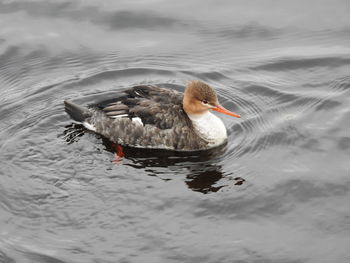 Duck swimming in a lake