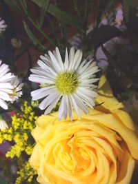 Close-up of daisies