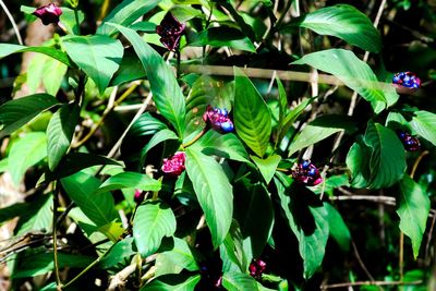 Close-up of flowers blooming outdoors