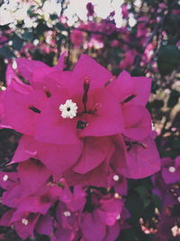 Close-up of pink cherry blossoms