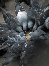 High angle view of pigeons