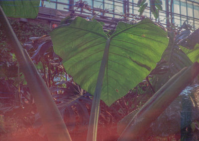 Close-up of raindrops on leaves