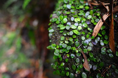 Close-up of lichen growing on tree trunk