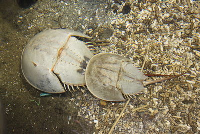 High angle view of shells on sand