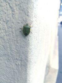 Close-up of insect