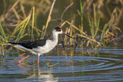 Close-up of bird in lake