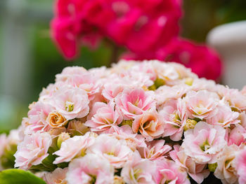 Close-up of pink flowering plant