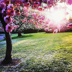 Sun shining through trees in park