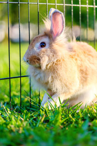 Close-up of rabbit in cage