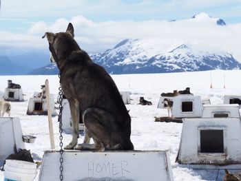 Rear view of alaskan husky sitting on doghouse by glacier