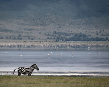Zebra nd flock of birds on lake