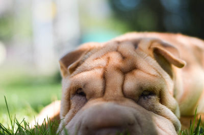 Close-up of bull dog sleeping