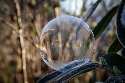 Close-up of bubbles and ice