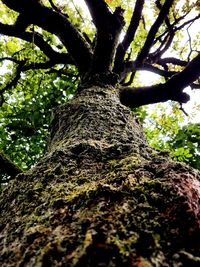 Low angle view of tree in forest