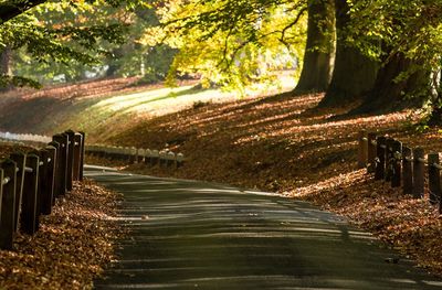 Road amidst trees in forest