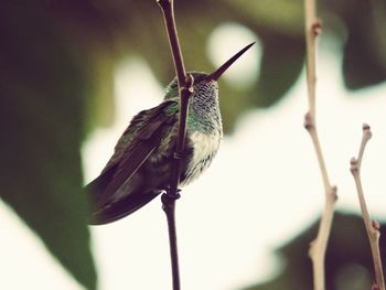 Close-up of bird perching on wall