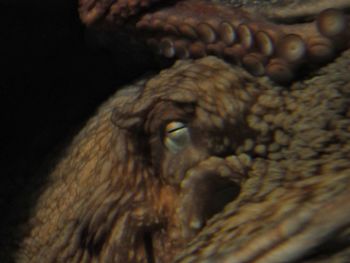 Close-up of owl