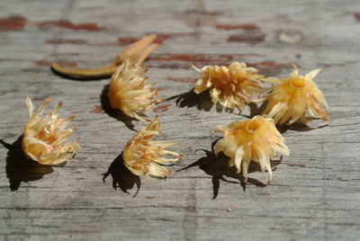 Close-up of wilted flowers on table