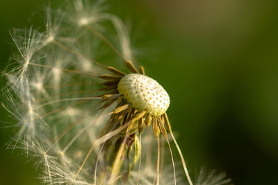 Close-up of dandelion against blurred background