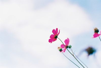 Close-up of pink cherry blossom against sky