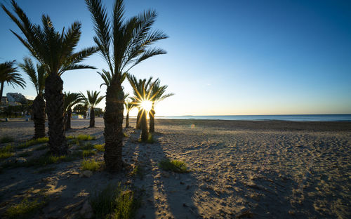 Palm trees on beach against sky