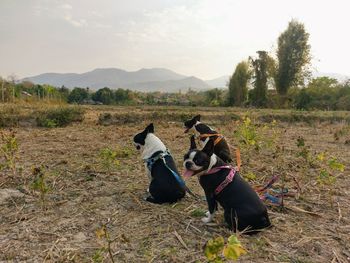 Dog on field against sky