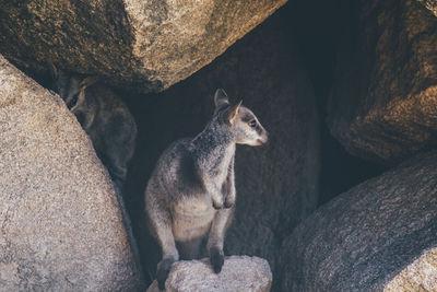 Cat on rock