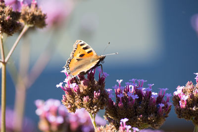 Close-up of butterfly pollinating on purple flowers